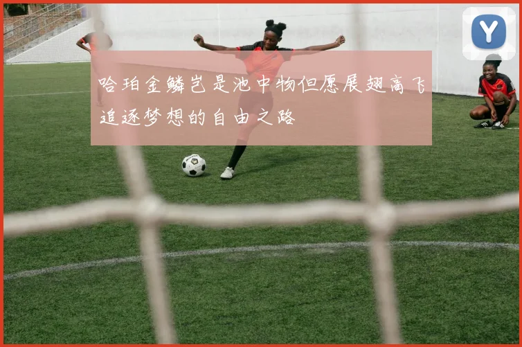 哈珀金鳞岂是池中物但愿展翅高飞追逐梦想的自由之路